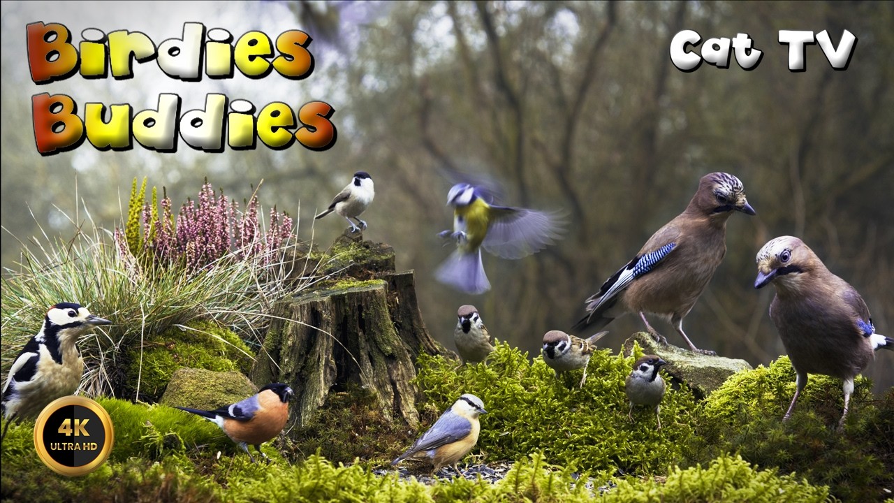 Cat TV for cats to watch 🐈 -  Chirp & Perch in the Woodland Church 🦜🌿 (4K)