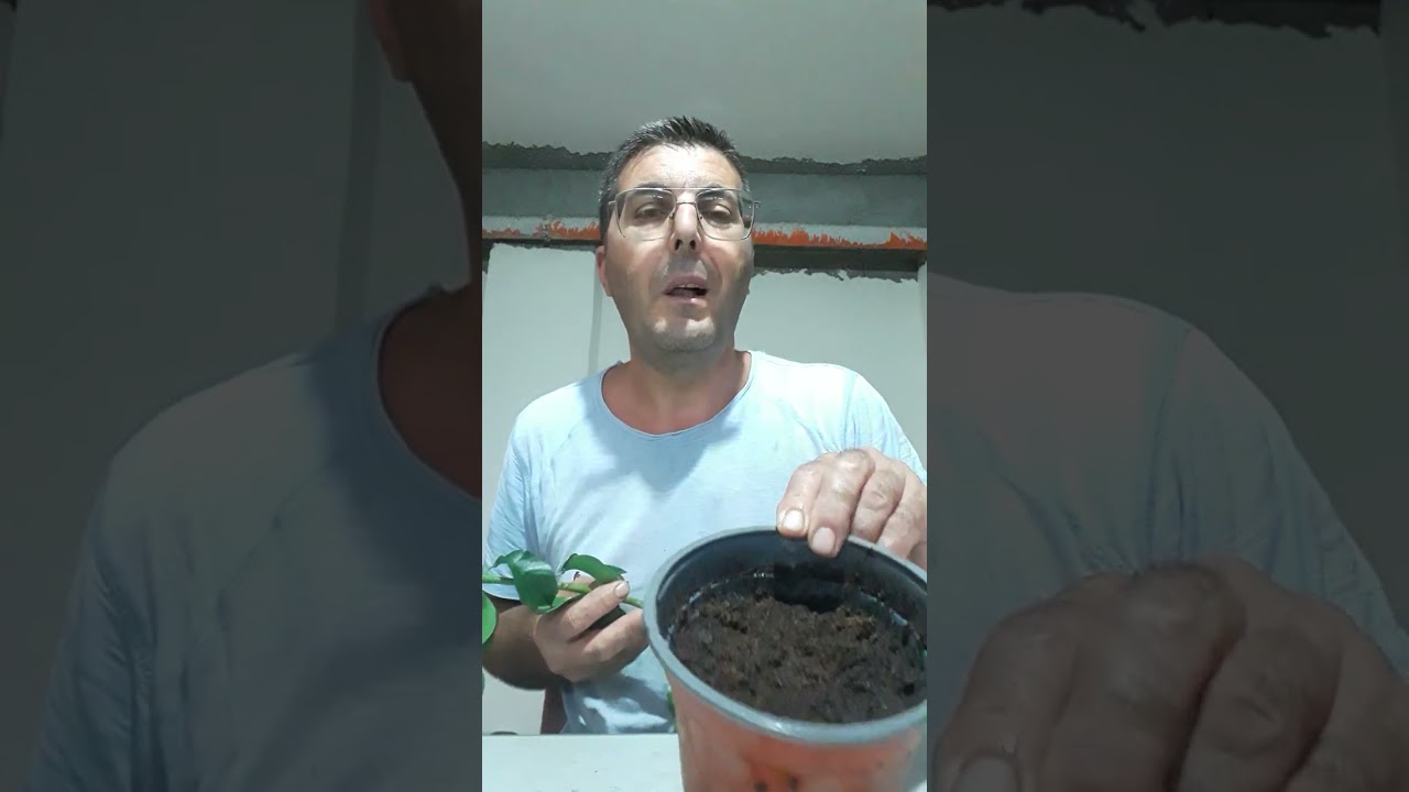 Come fare talee di Bouganvillea
