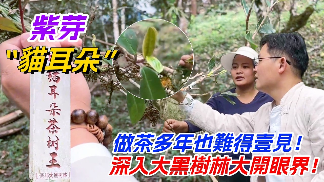 紫芽“貓耳朵”？做茶多年也難得壹見！深入大黑樹林大開眼界！购茶请加微信/赖line：HDLG001#普洱茶#古树茶#老班章#古树茶#茶#茶叶#茶葉#古樹茶 #普洱茶wechat #tea