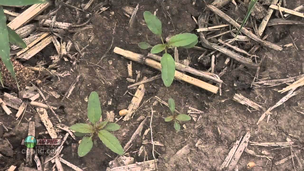 Weed Control In Corn #672 (Air Date 2/20/11)