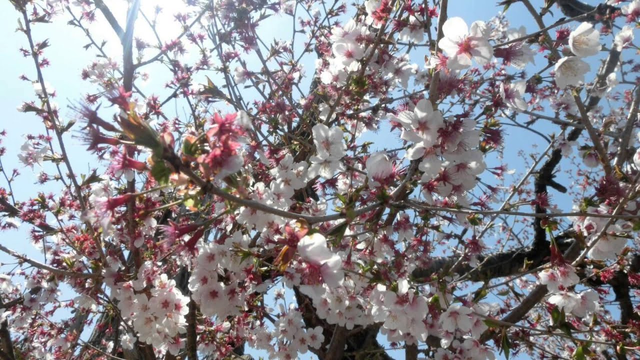日本魅力の旅-7天日本本州特選團