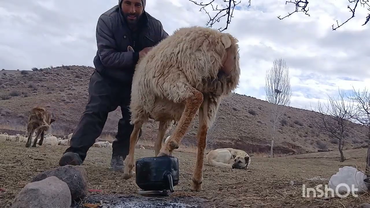 #Nomadic life #Eating  with the herd in nature #