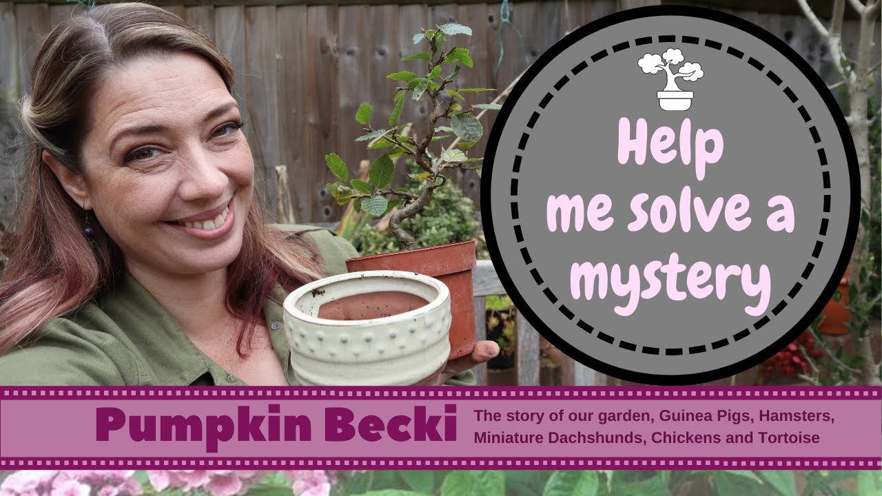 Autumn Bonsai work - checking wiring, pruning maples and more