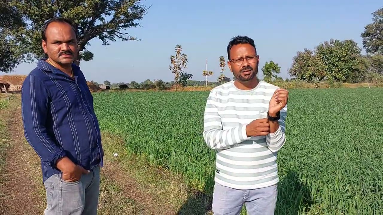 MACS 4135 और GW 555 गेहूं किस्म 57 दिन की फसल #गेहूं_की_खेती #गेहूं_की_किस्म 