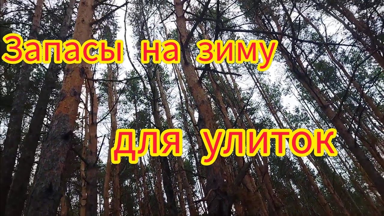 Вкусняшки для улиток на зиму/мы/лес #моилюбимки #улиткиахатины #твимз #улитки