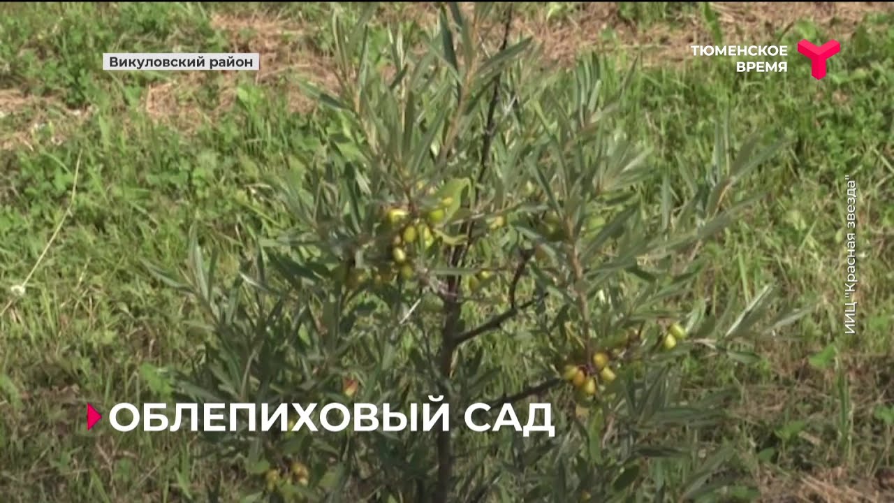 Облепиховый сад в Викуловском районе