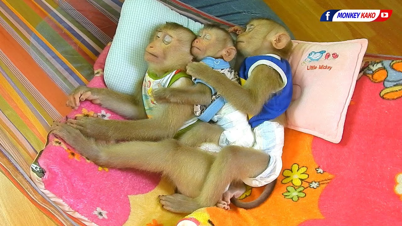 Amazing Baby Monkey KAKO LUNA With Tiny NINA Lovely Sleeping Hug Together On Hammock