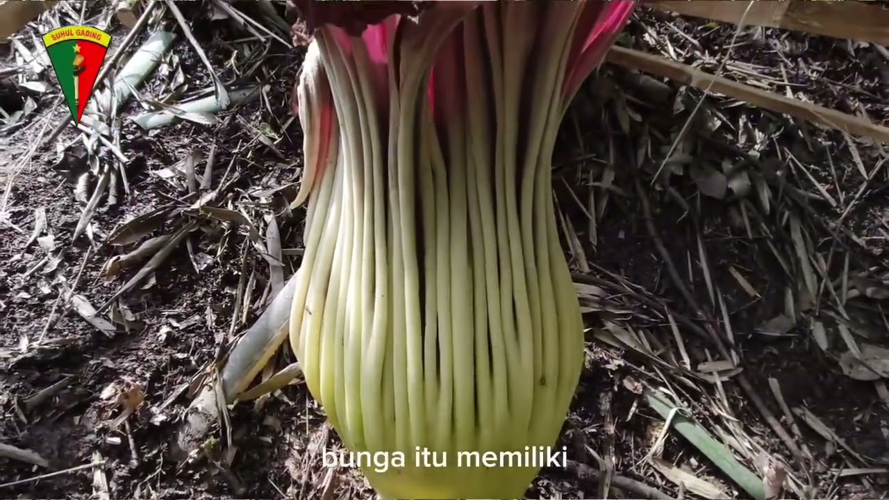 Pelestarian bunga langka endemik indonesia diyonif tp  901/sg