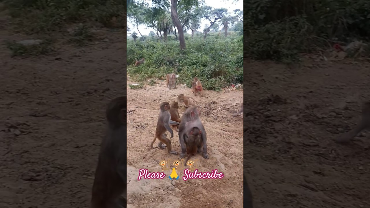#monkey love
