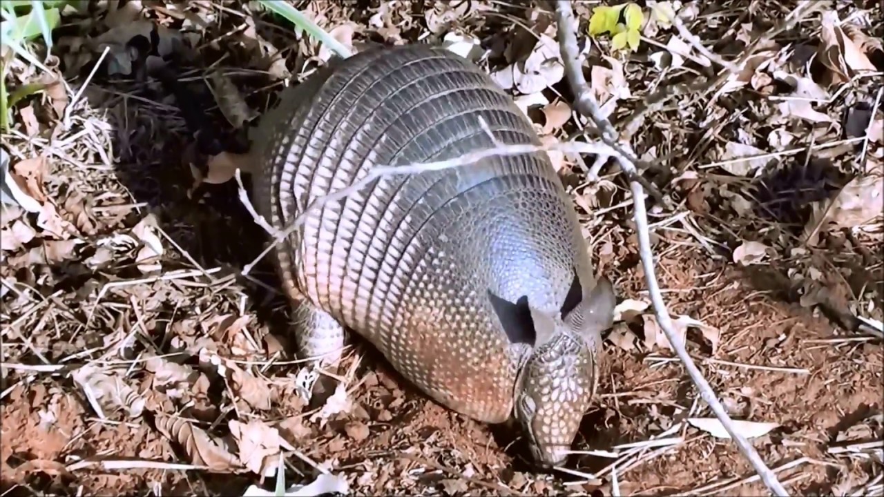 PANCERNIK OCZEKIWANIA VS RZECZYWISTOŚĆ (ARMADILLO) - Zwierzęta Bez Tajemnic #1