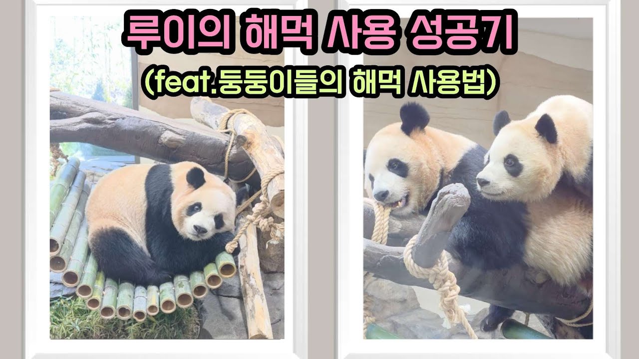 루박쨔의 해먹 사용 성공기! / 오늘 하루 둥둥이들의 해먹 사용 과정 #루이바오#Ruibao #睿宝 #giantpanda #후이바오 #Huibao #辉宝 #ひぼ #세컨하우스