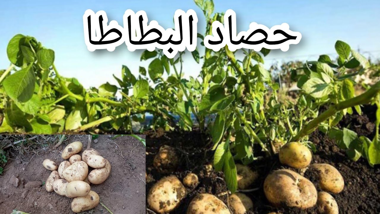 حصاد البطاطا بعد 4شهور |4كيلو من خطين فقط !|شاهد الحلقة للاخر.
