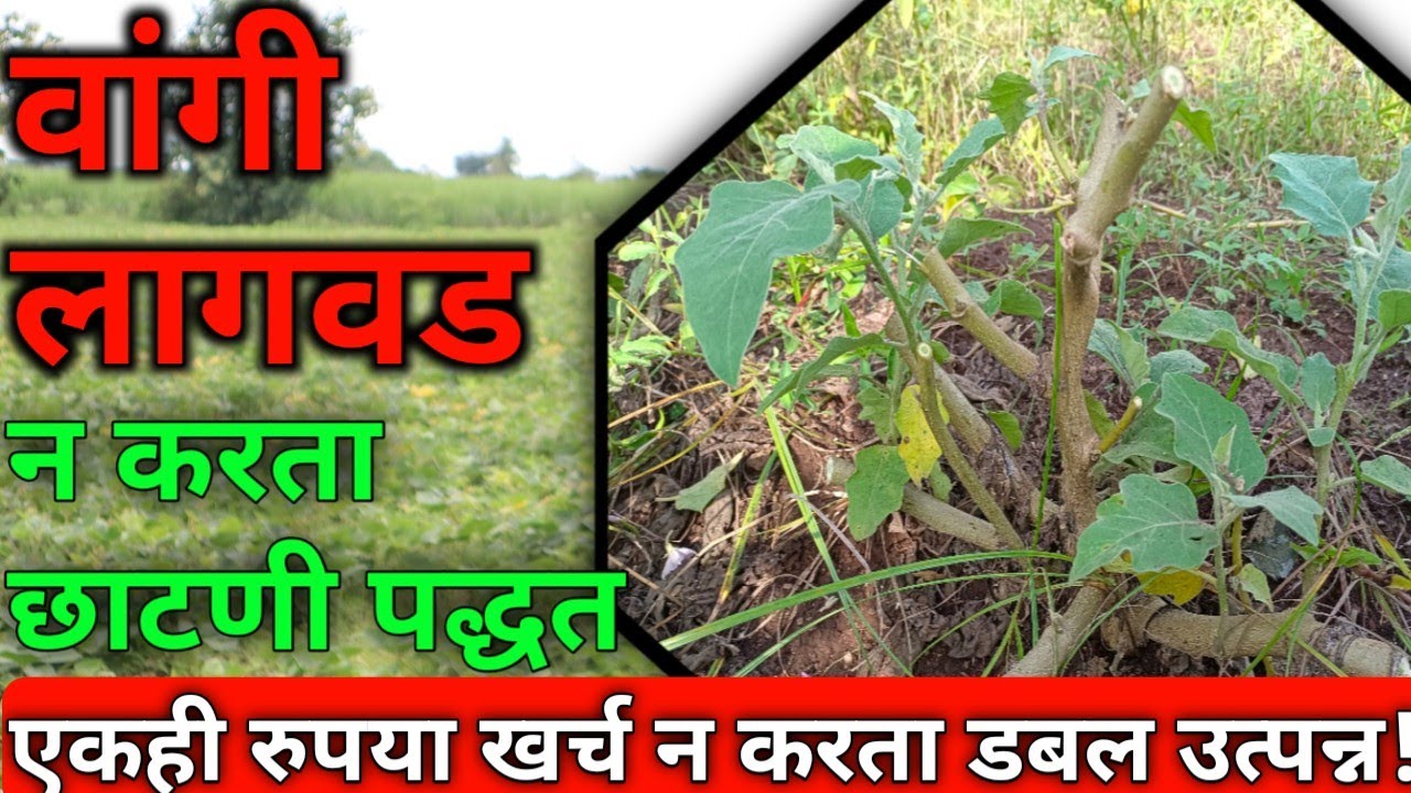 How to increase brinjal production without replanting brinjal? Amazing information for the benefit of farmers! The cost will be zero!🤗👍🌱