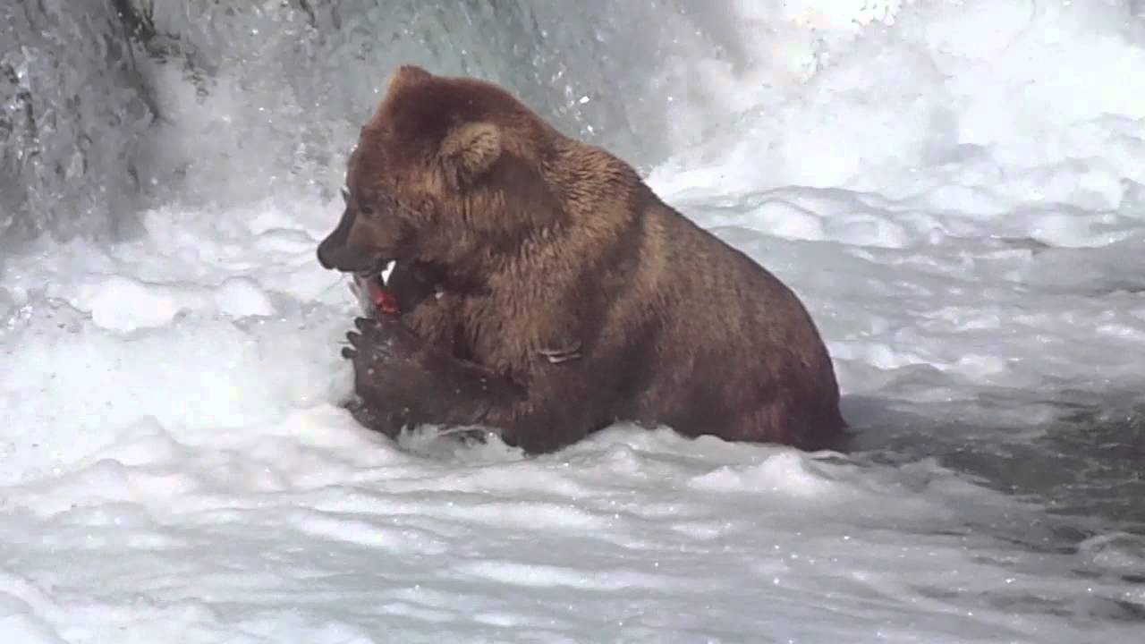 Otis catching and eating a salmon