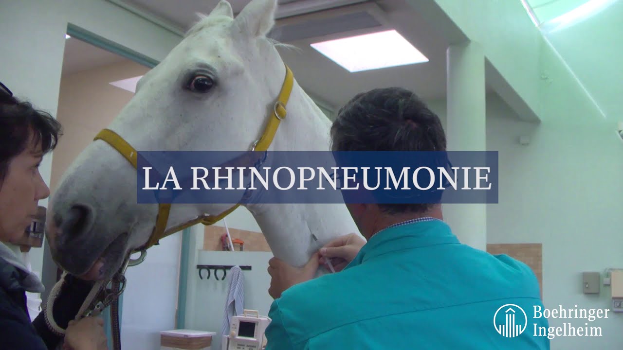 Minute Santé Boehringer - La rhinopneumonie
