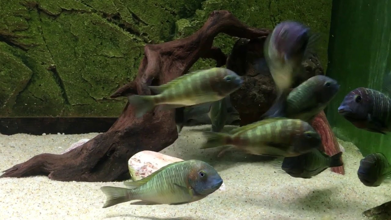 Tropheus moorii &ldquo;bright yellow&rdquo; Nkonde - PISCES