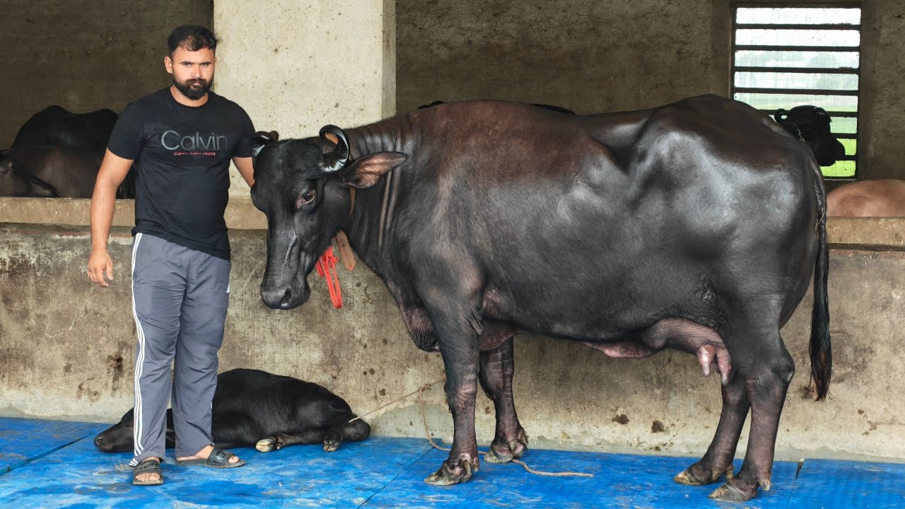 3 Buffaloes for sale, 3 ਮੱਝਾਂ ਵਿਕਾਊ 