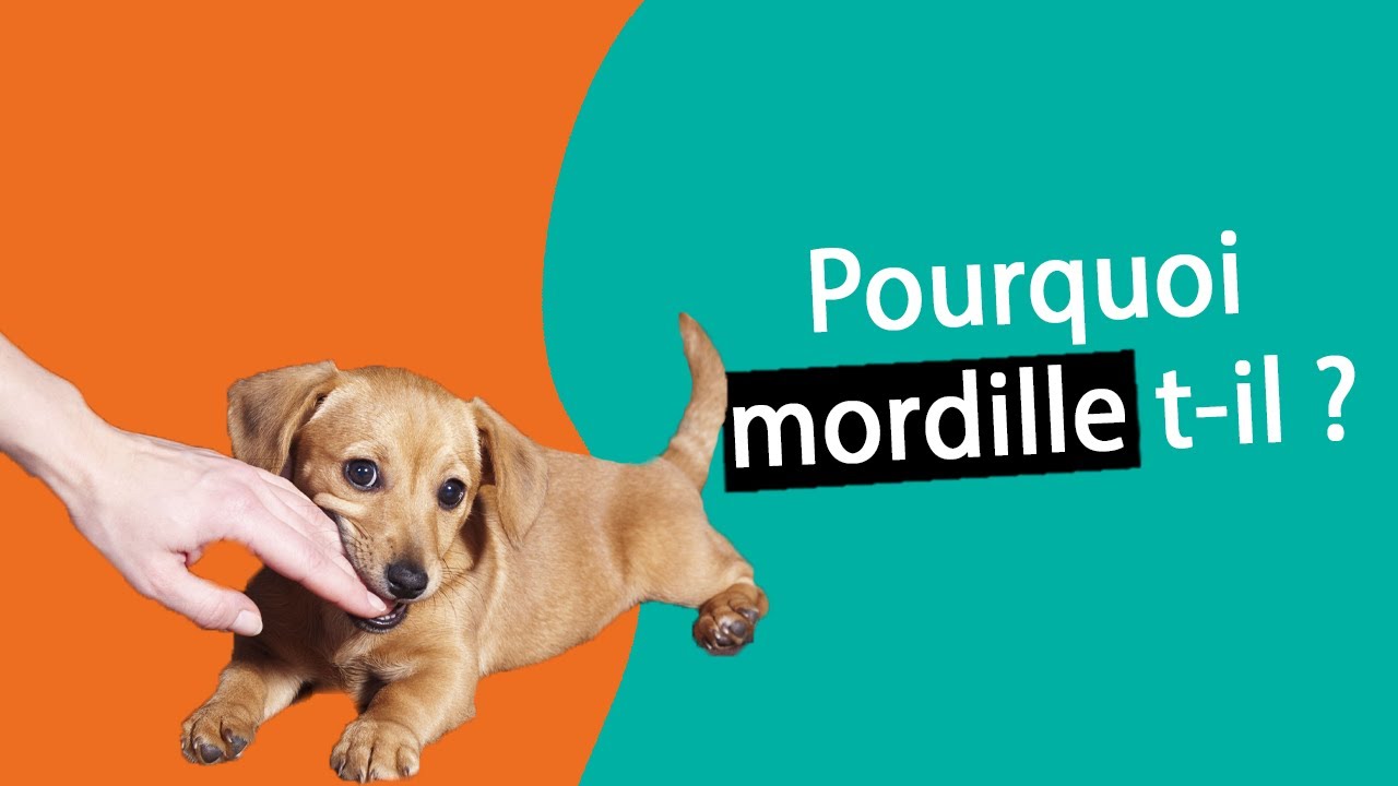 Mon chien mordille. Que faire ? | Dr. COZ
