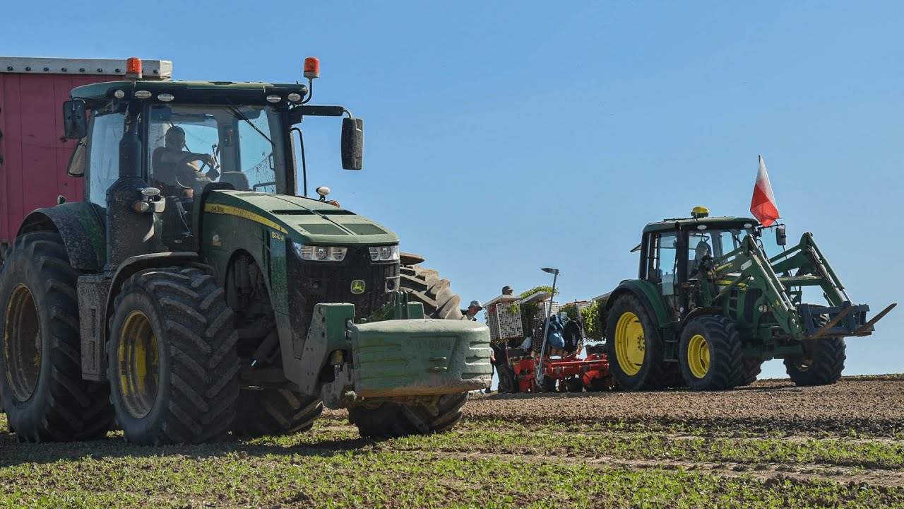 SADZENIE POMIDORA & UPRAWA 2024 W GR RUDY✔JOHN DEERE 8320R & 8RX & 6030☆STADO JELENI!?