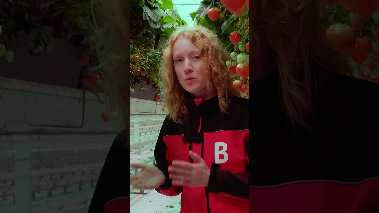 Op bezoek bij aardbeienkwekerij Royal Berry!