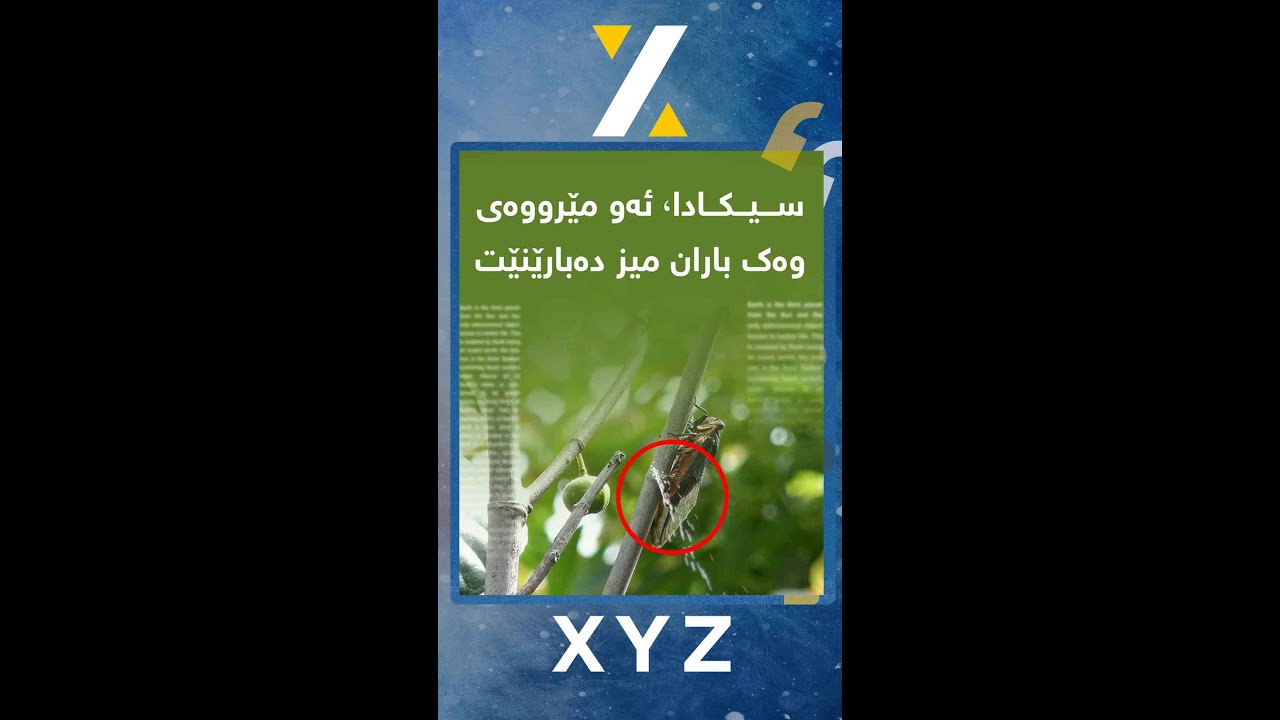 سیکادا، ئه‌و مێرووه‌ی وه‌ك باران میز ده‌بارێنێت