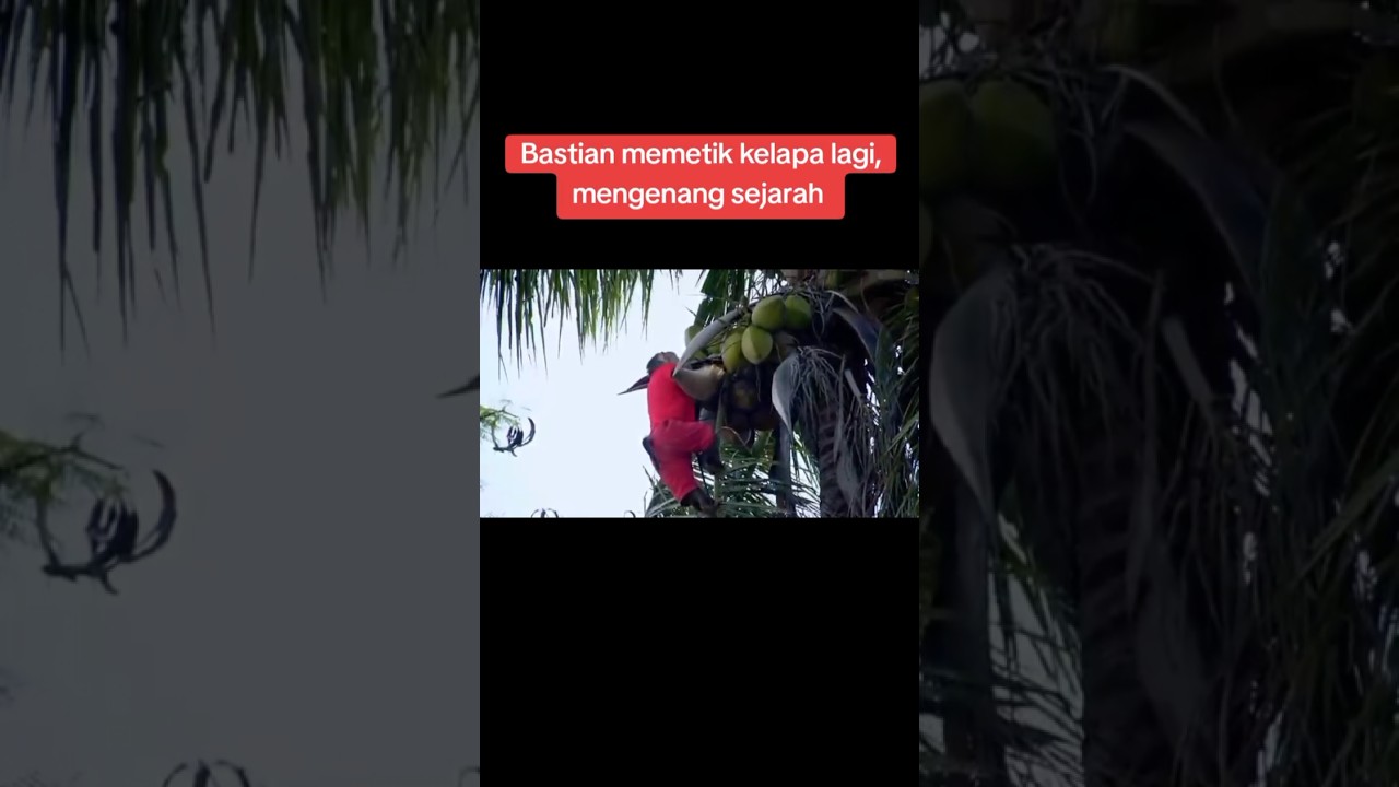 Beruk bastian masih semangat manjat pohon kelapa #beruklucu #monkey #animals  #facebook #viralvideo