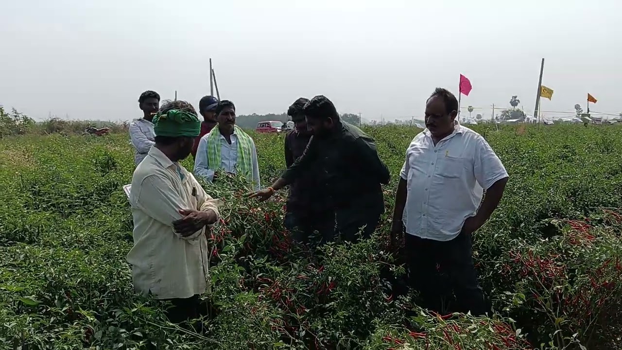 9/2/26 రోజున ఆర్లపాడు గ్రామంలోని PHS వారి నూతన వెరైటీ 