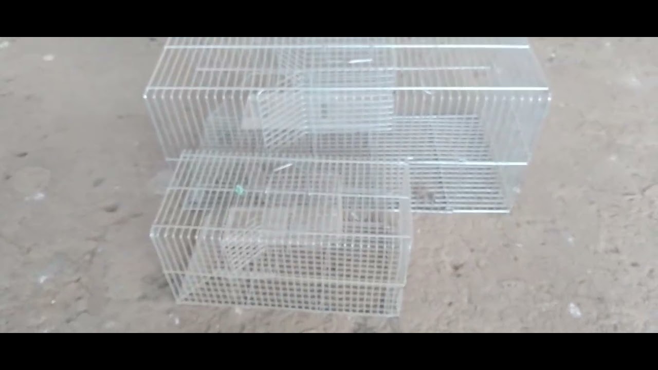 Gaiola ratoeira grande x Gaiola ratoeira média / Qual a melhor ?