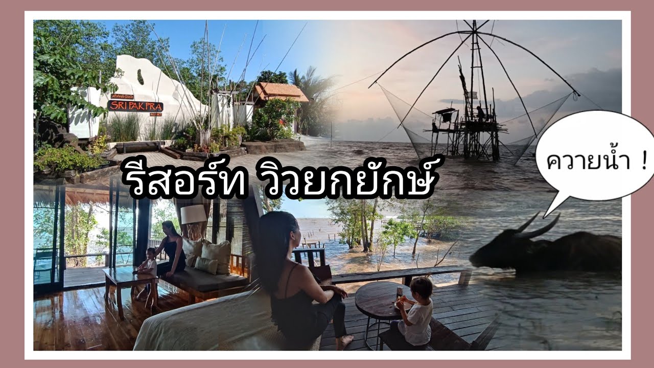 ศรีปากประ : รีสอร์ทวิวยกยักษ์ เยอะที่สุดในไทย นั่งเรือชมควายน้ำ ดูชาวบ้านยกยกยักษ์ Sri Pakpra:พัทลุง
