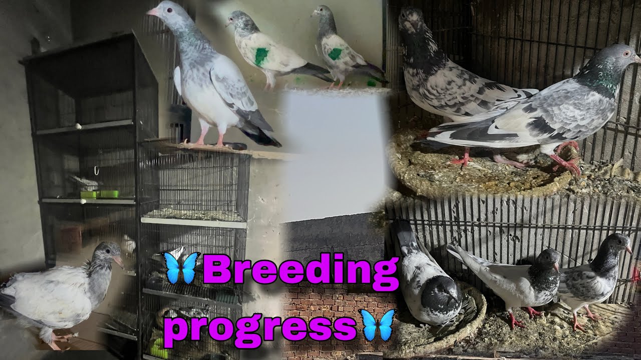 🦋Breeder setup update🦋🥰