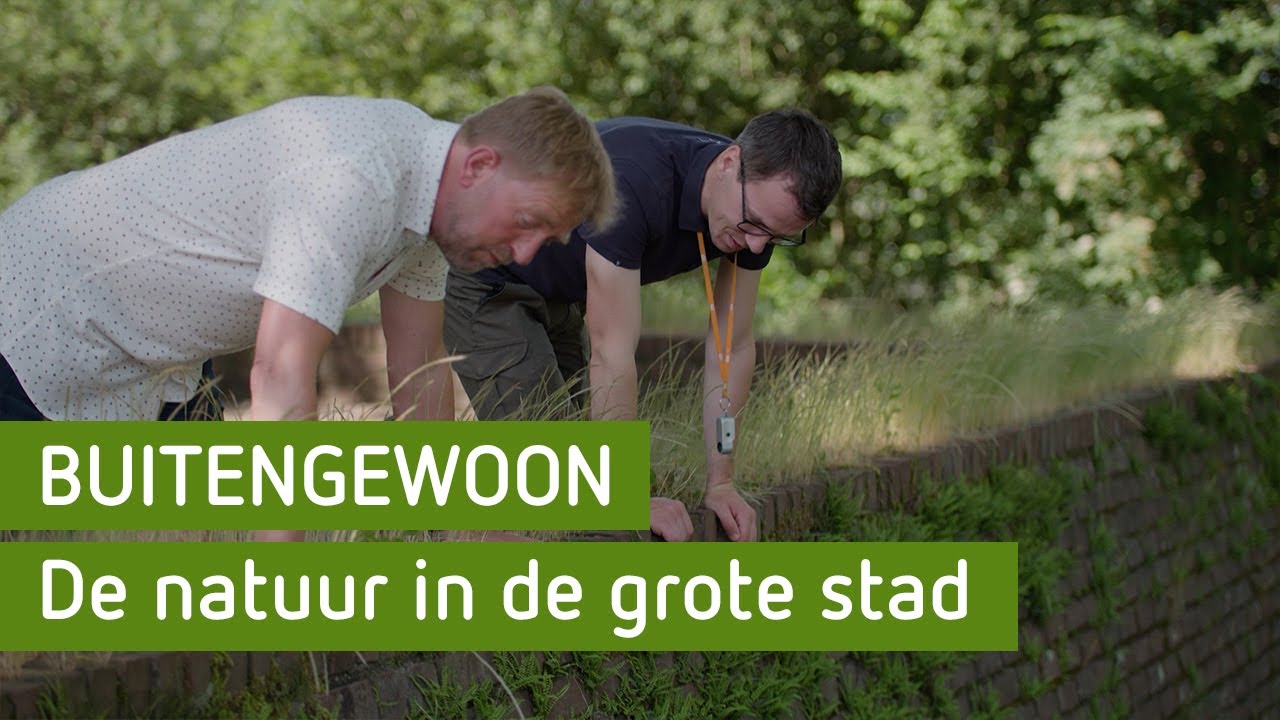 Hoe doet groen het in de stad? | BuitenGewoon