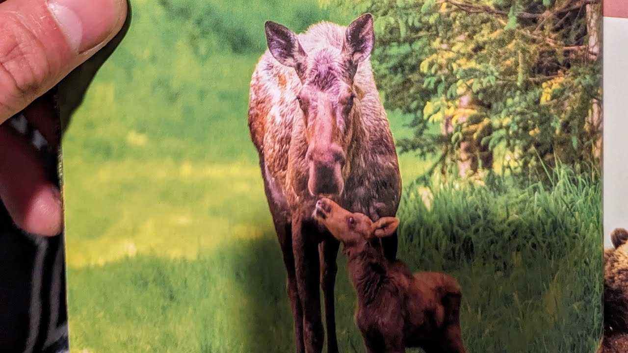 Wildlife in Susitna Valley: Moose, Calf, Fox, and Coyote! 🦌🦊