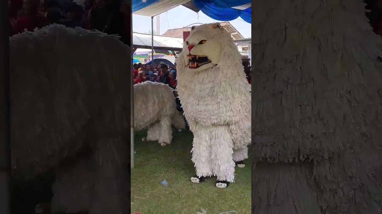 singo manggala #canmacanankadduk #liondance #canmacananbondowoso #drumbandmacan #canmacananlucu