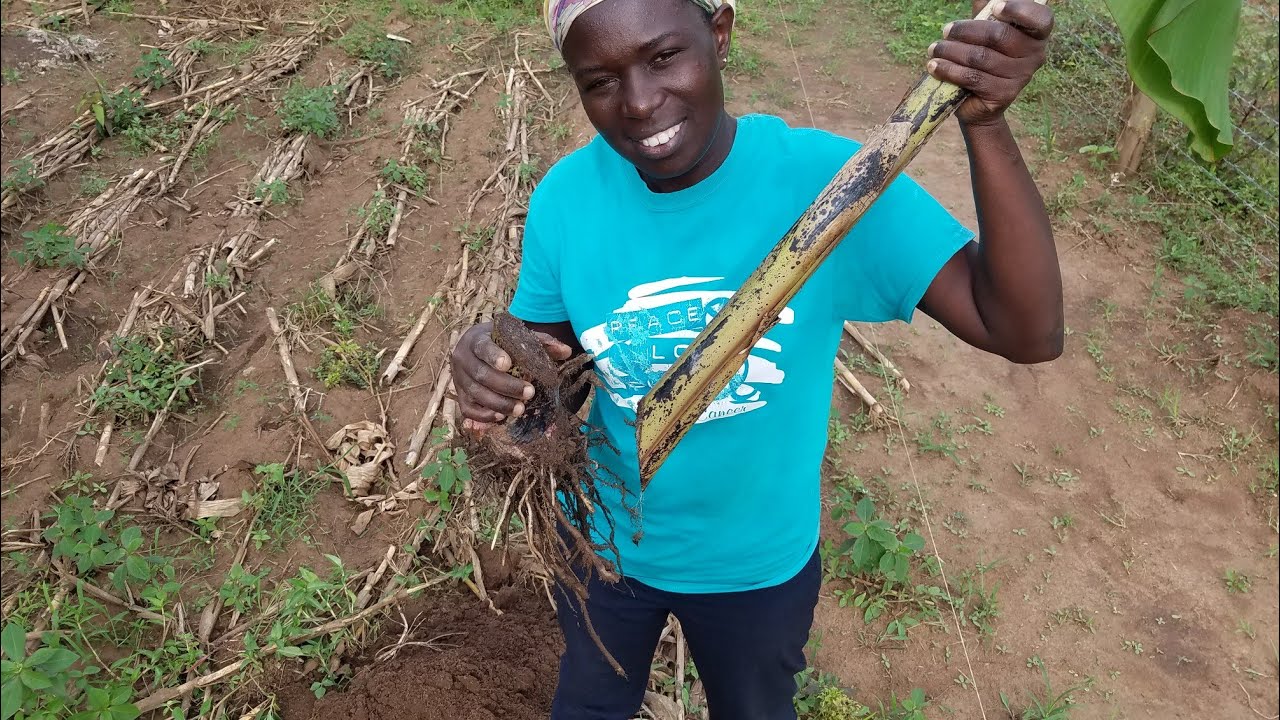 How to Plant a Banana in Semi Arid areas of Northern Uganda