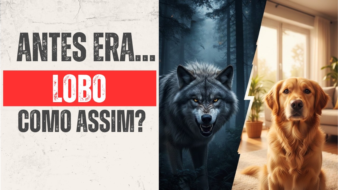 Antes Era... LOBO Como Assim?
