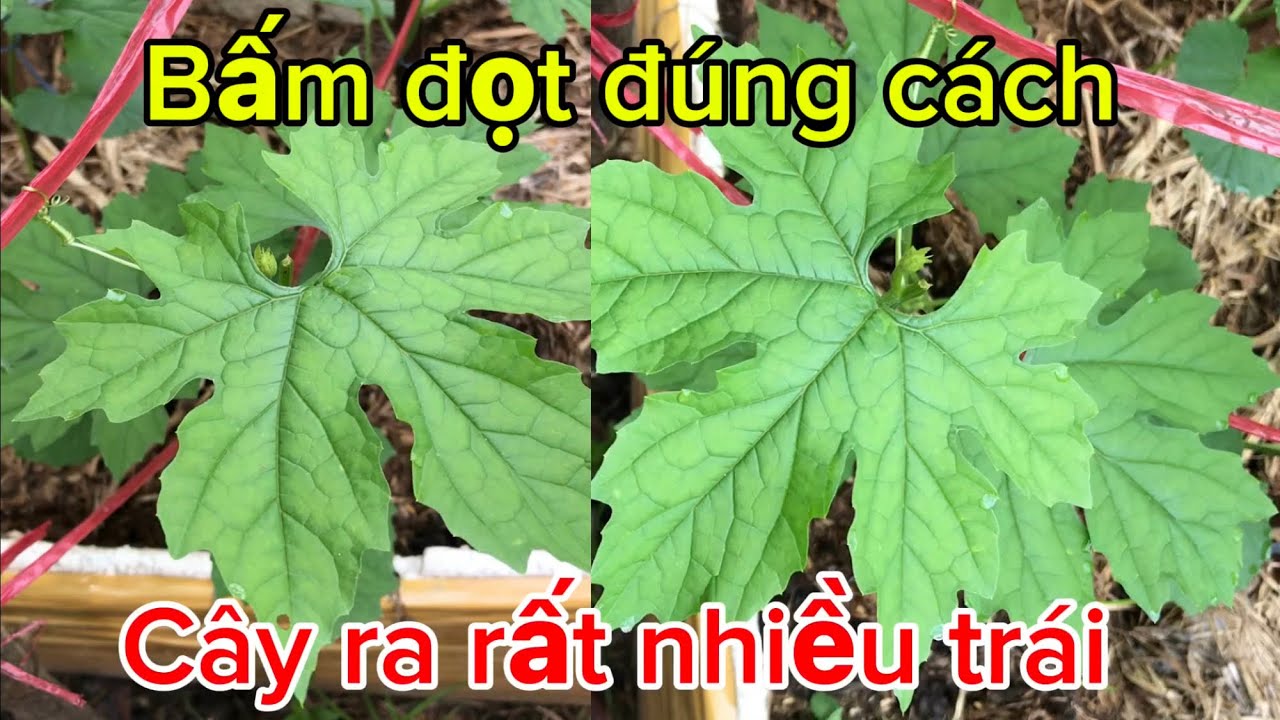 Cách bấm đọt cho cây khổ qua mướp đắng ra nhiều trái