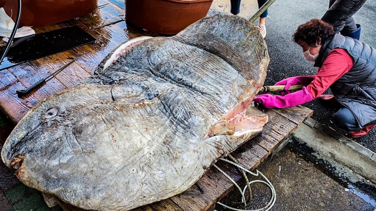 900kg 거대한 개복치 해체 작업, 40년 달인의 놀라운 솜씨 Amazing Giant Sunfish Cutting Skill / Korean street food