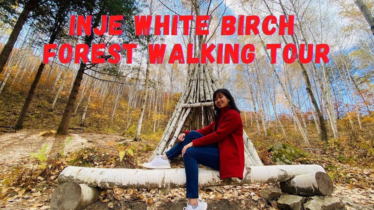 INJE WHITE BIRCH FOREST WALKING TOUR | WONDAERI BIRCH FOREST | SOUTH KOREA TRAVEL VLOG