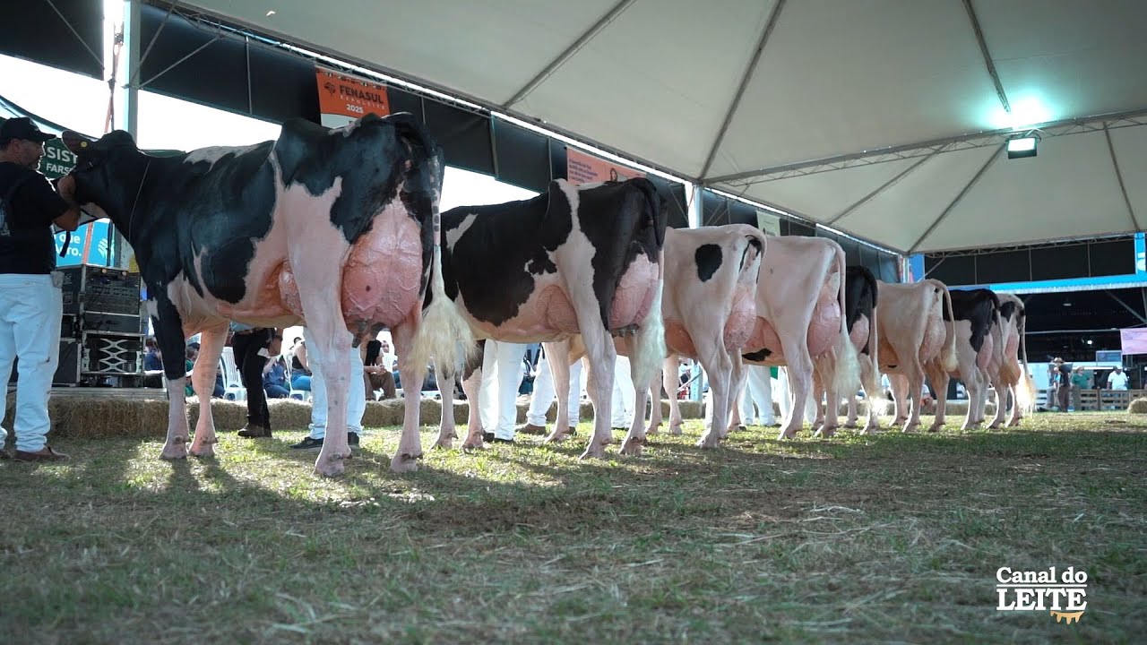 Fenasul Expoleite 2025 destacou a força da pecuária leiteira gaúcha