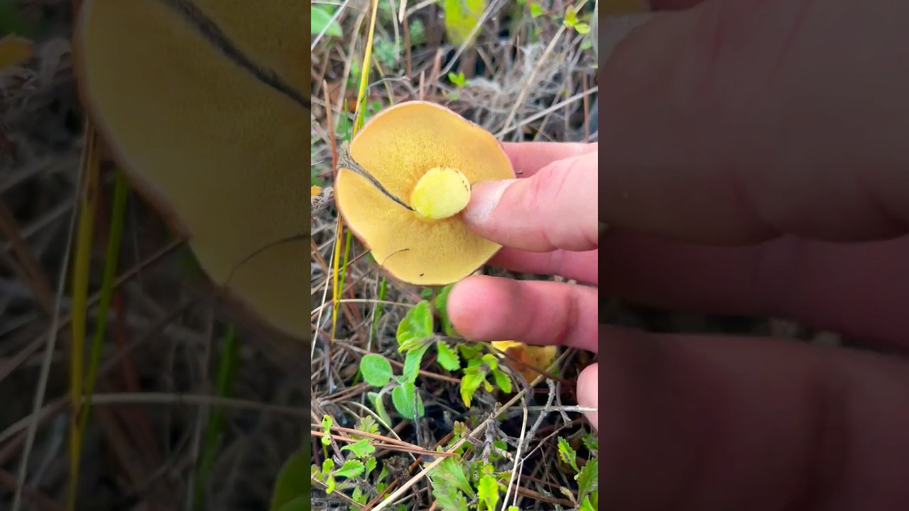 Поролоновый Маслёнок 😍&nbsp;Suillus Болетовые&nbsp;Boletaceae mushrooms 🍄 Вишневский. Крымские грибы Mushrooms