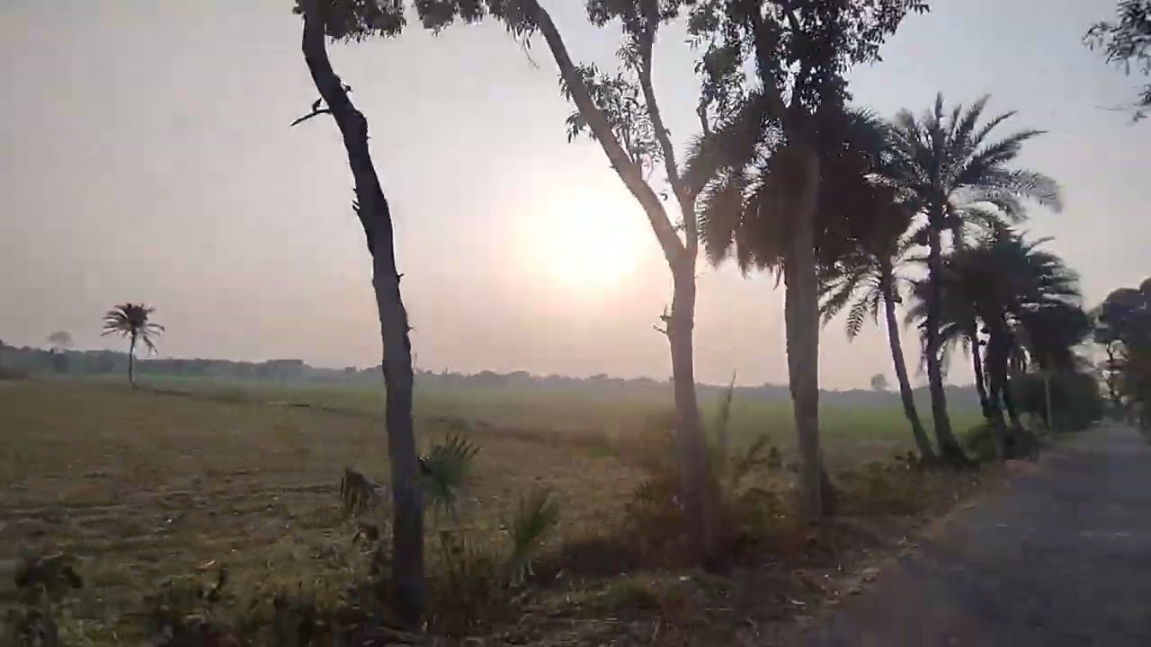 চারিদিকে শুধু খেজুর গাছ