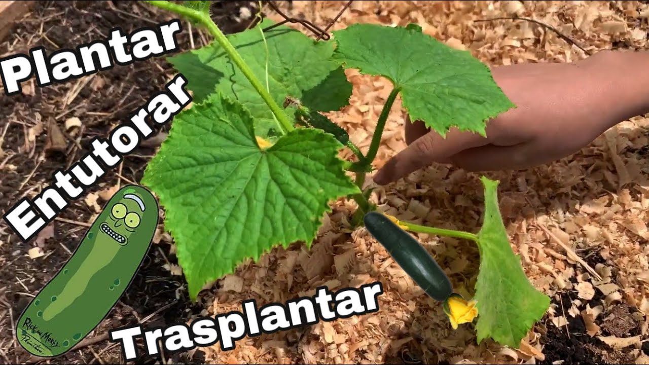 COMO CULTIVAR PEPINO - CLIMA, POLINIZACION Y ENTUTORADO - SIEMBRA DE PEPINO - LA GRANJA DEL BORREGO