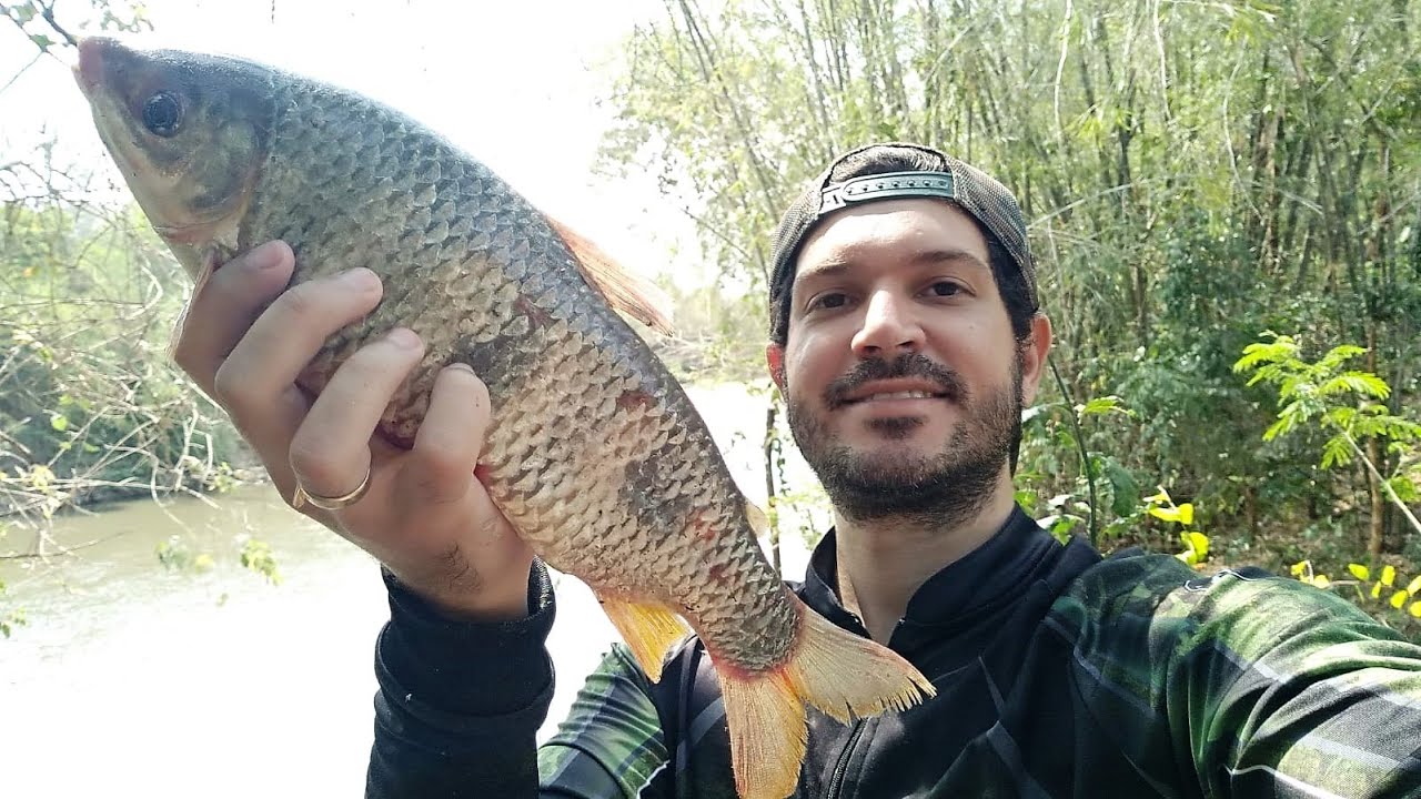 PESCA NO PANTANAL RIO MIRANDA PANTANAL PIAU CURIMBA PIAPARA NO CABANA DO PESCADOR fishing pantanal