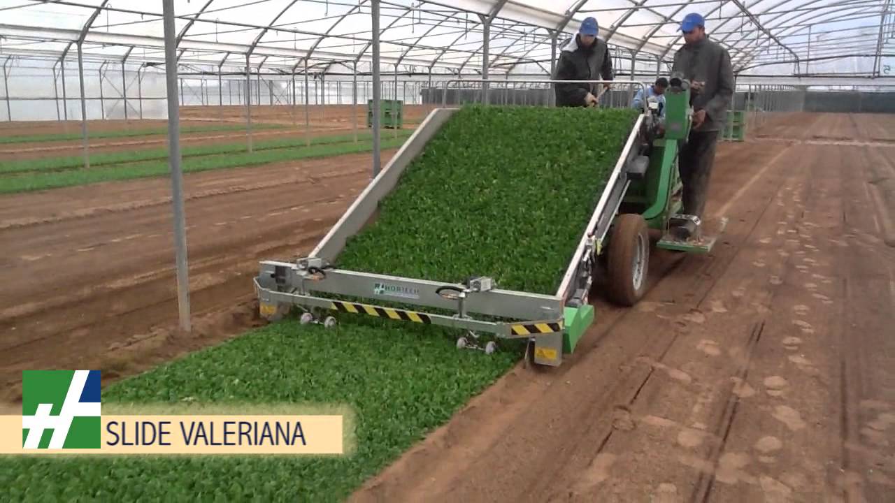 Hortech - Silde Valeriana