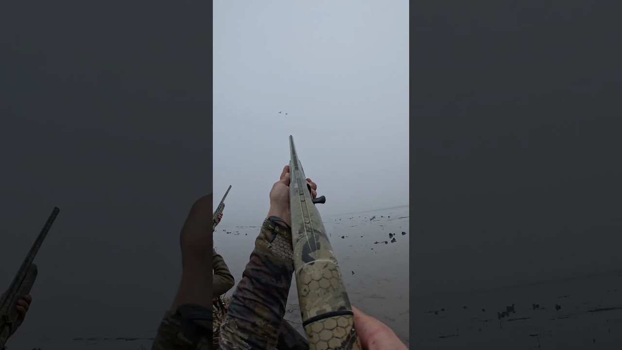 Pair mallards getting rolled 