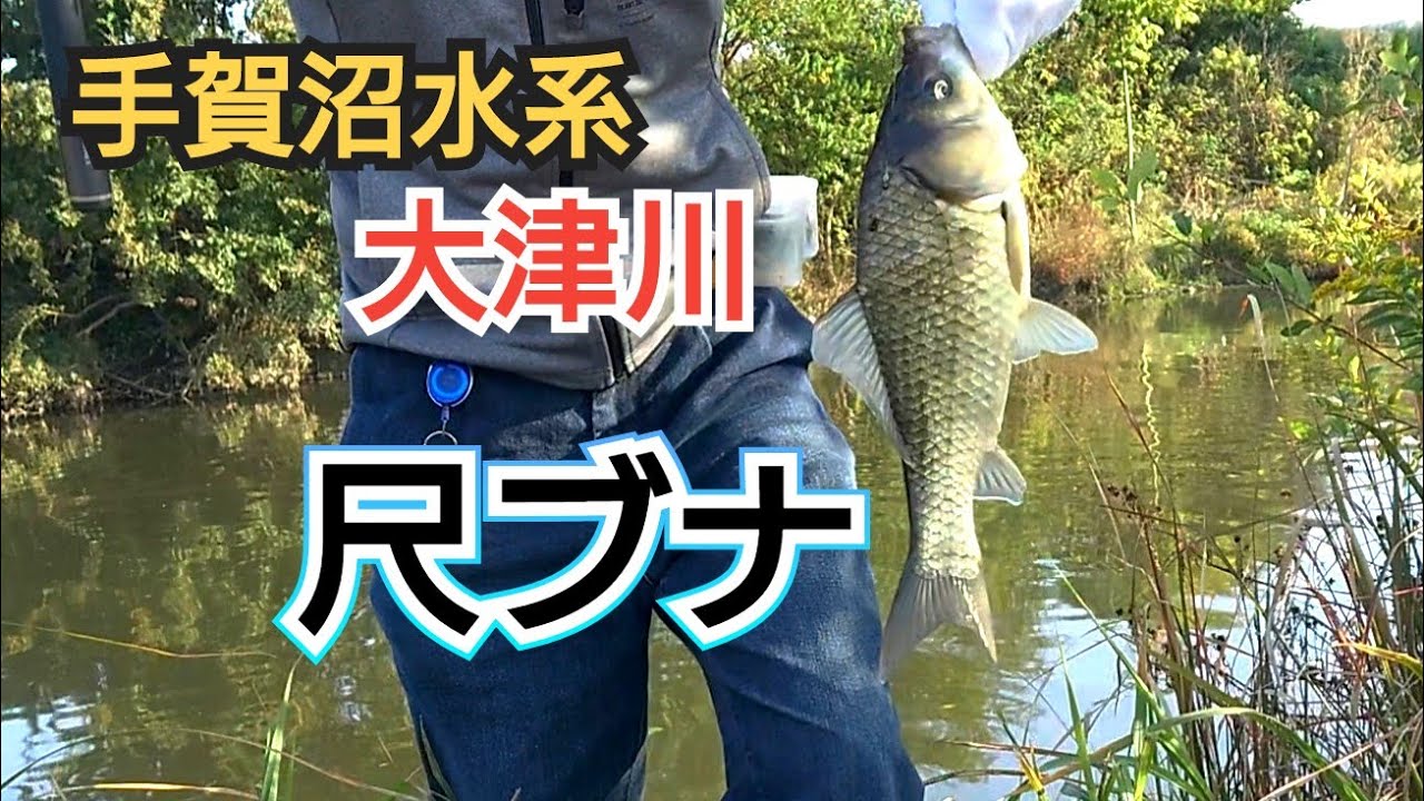 葛飾クチボソ釣行（2023-11-2)柏市大津川マブナ