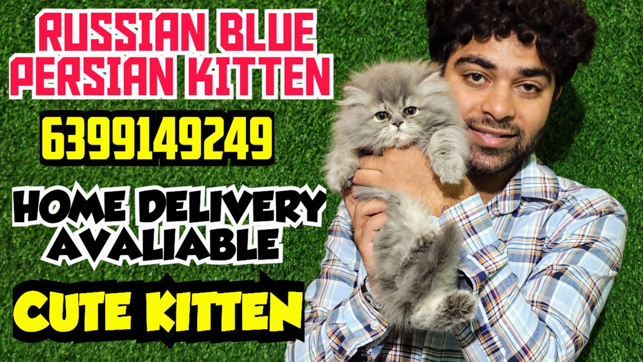 💥Healthy Persian Cat Babies | High Quality Persian Breed | Persian Cat India