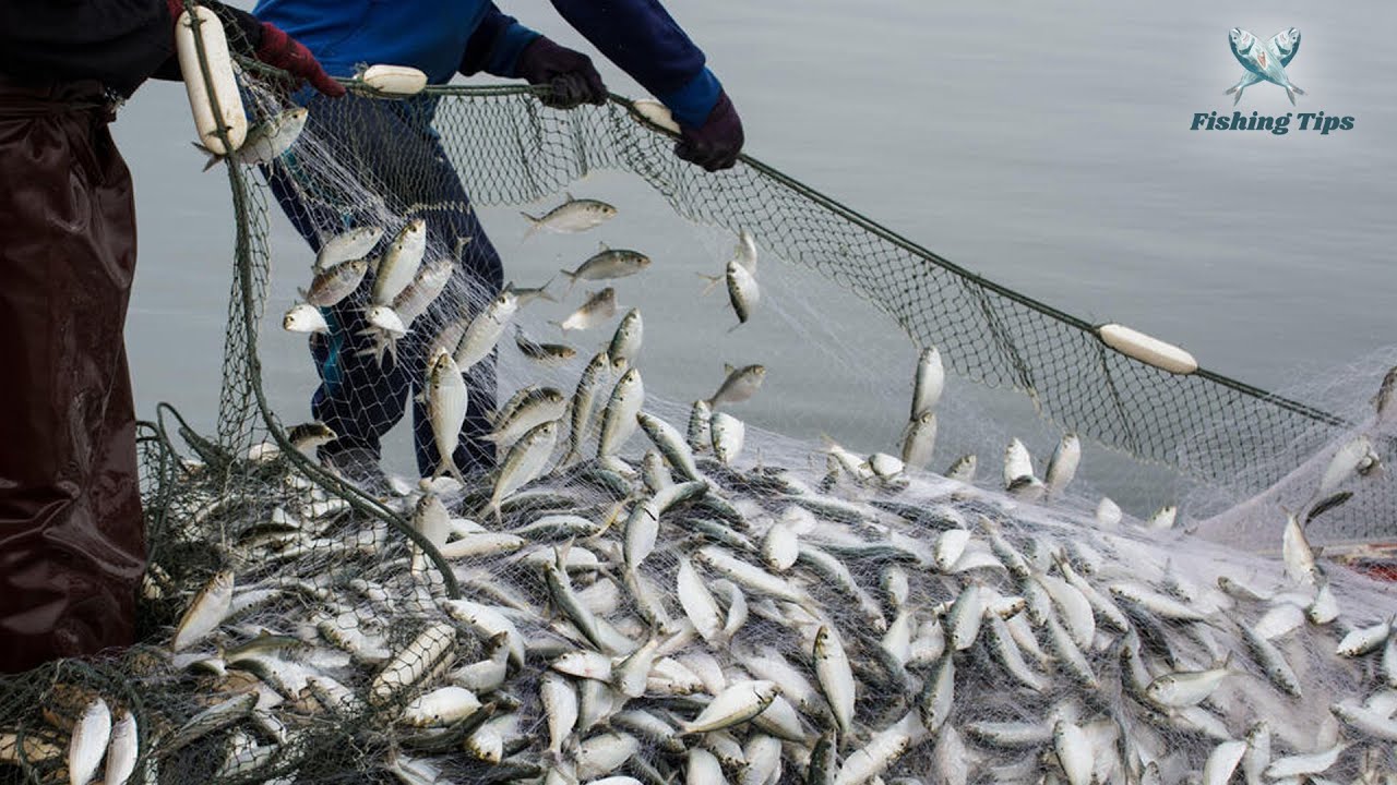 Discover the Proven Formula for Acquiring Fish Catching Skill | Fishing Tips