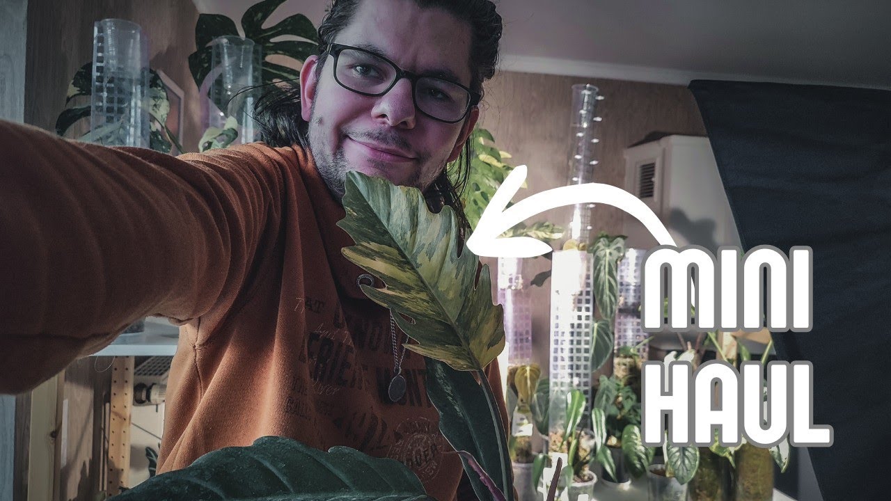 myBotanika Haul 🌿 | Diese Pflanzen habe ich auf der Messe gekauft!