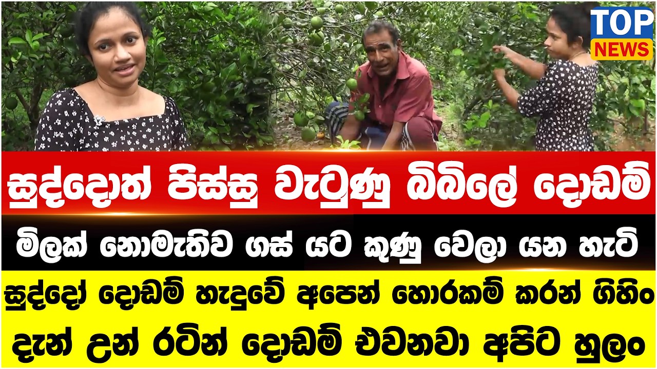 සුද්දොත් පිස්සු වැටුණු බිබිලේ දොඩම් මිලක් නොමැතිව ගස් යට කුණු වෙලා යන හැටි